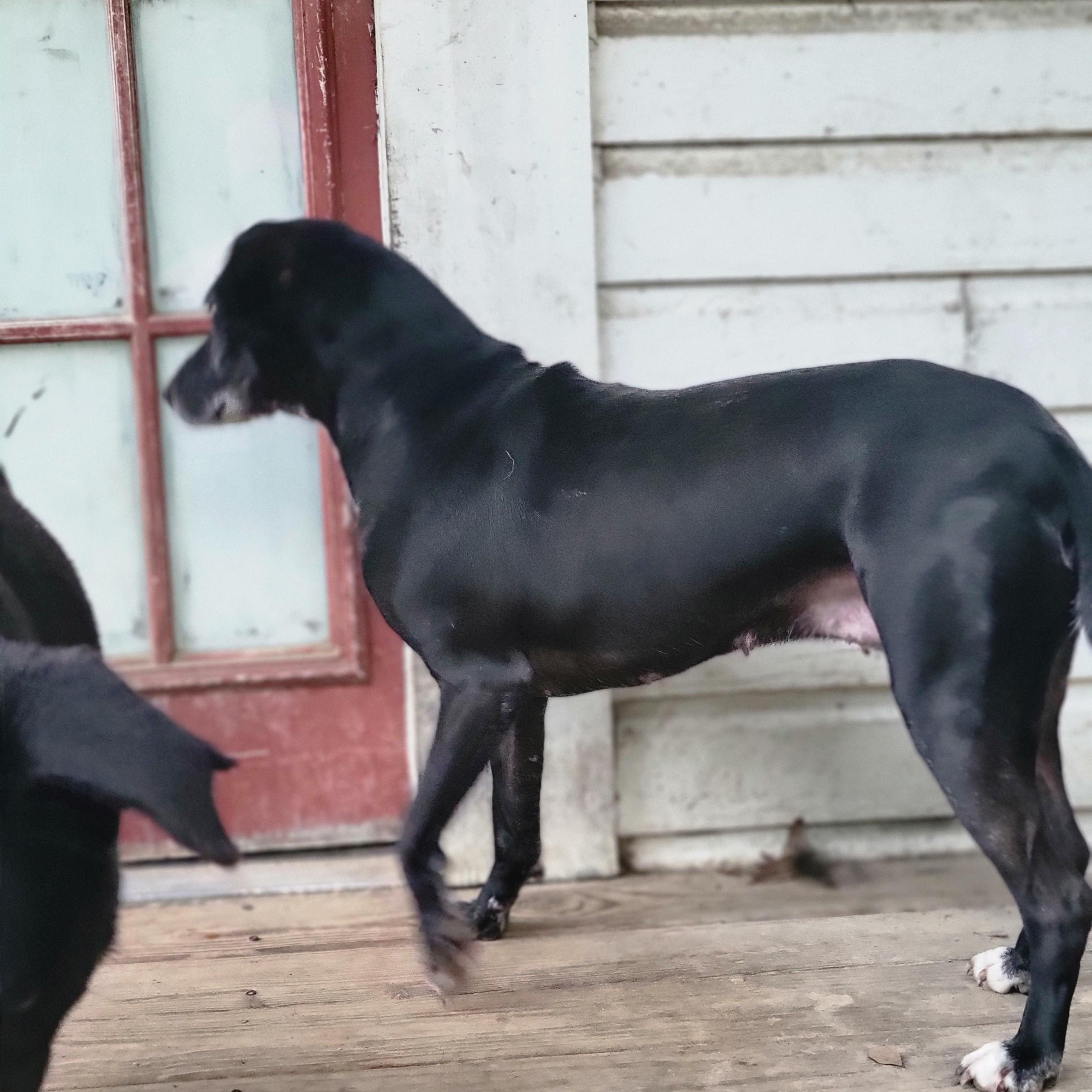 Enlarge Henny, a Adoptable mixed breed in Hillister, TX image 8/8