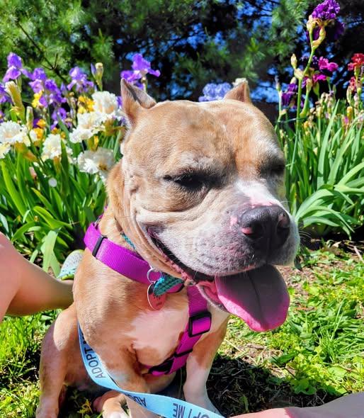 Enlarge Zelda, a ADOPTABLE mixed breed in Urbana, IL image 3/3