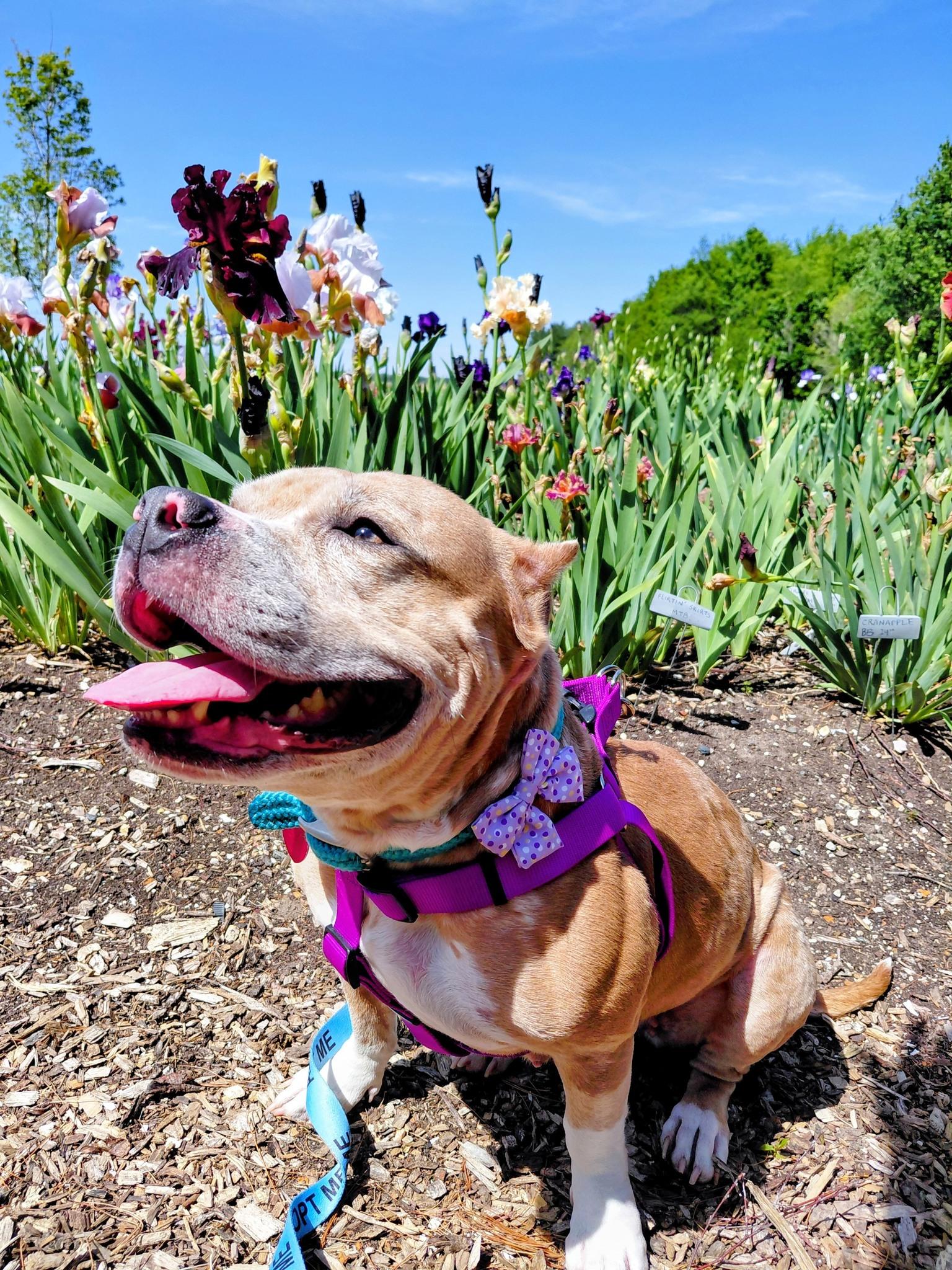Zelda, ADOPTABLE, Adult Female Pit Bull Terrier.