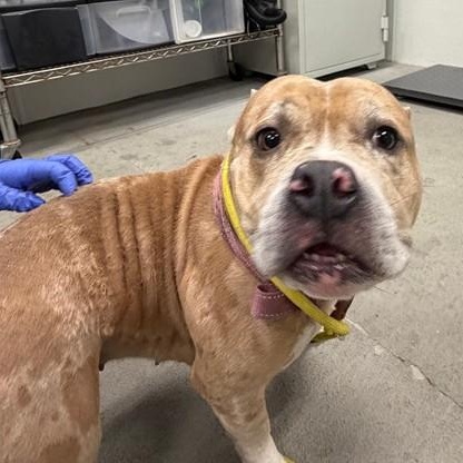 Enlarge Zelda, a ADOPTABLE mixed breed in Urbana, IL image 2/3