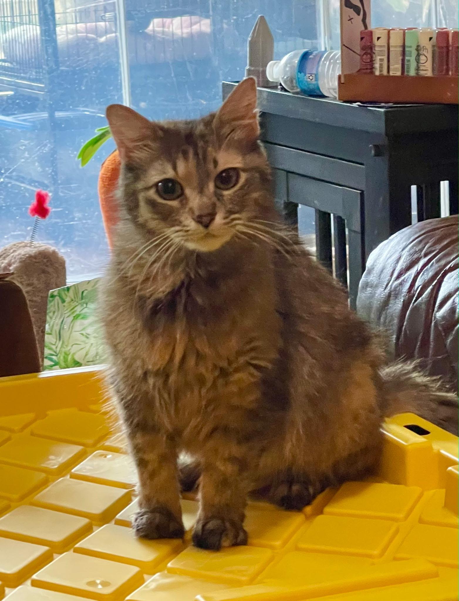 Chernobyl, a Adoptable Domestic Medium Hair in Indianapolis, IN image 1/3
