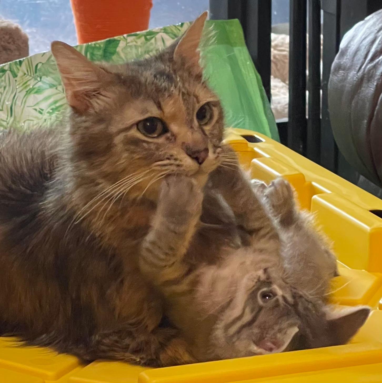 Chernobyl, a Adoptable Domestic Medium Hair in Indianapolis, IN image 2/3