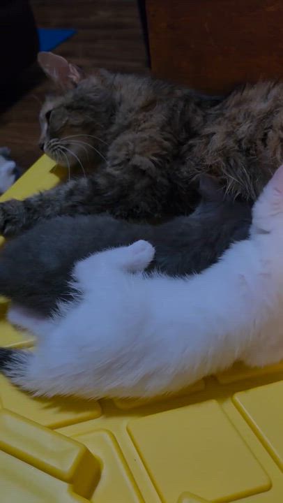 Enlarge Chernobyl, a Adoptable Domestic Medium Hair in Indianapolis, IN video 3/3