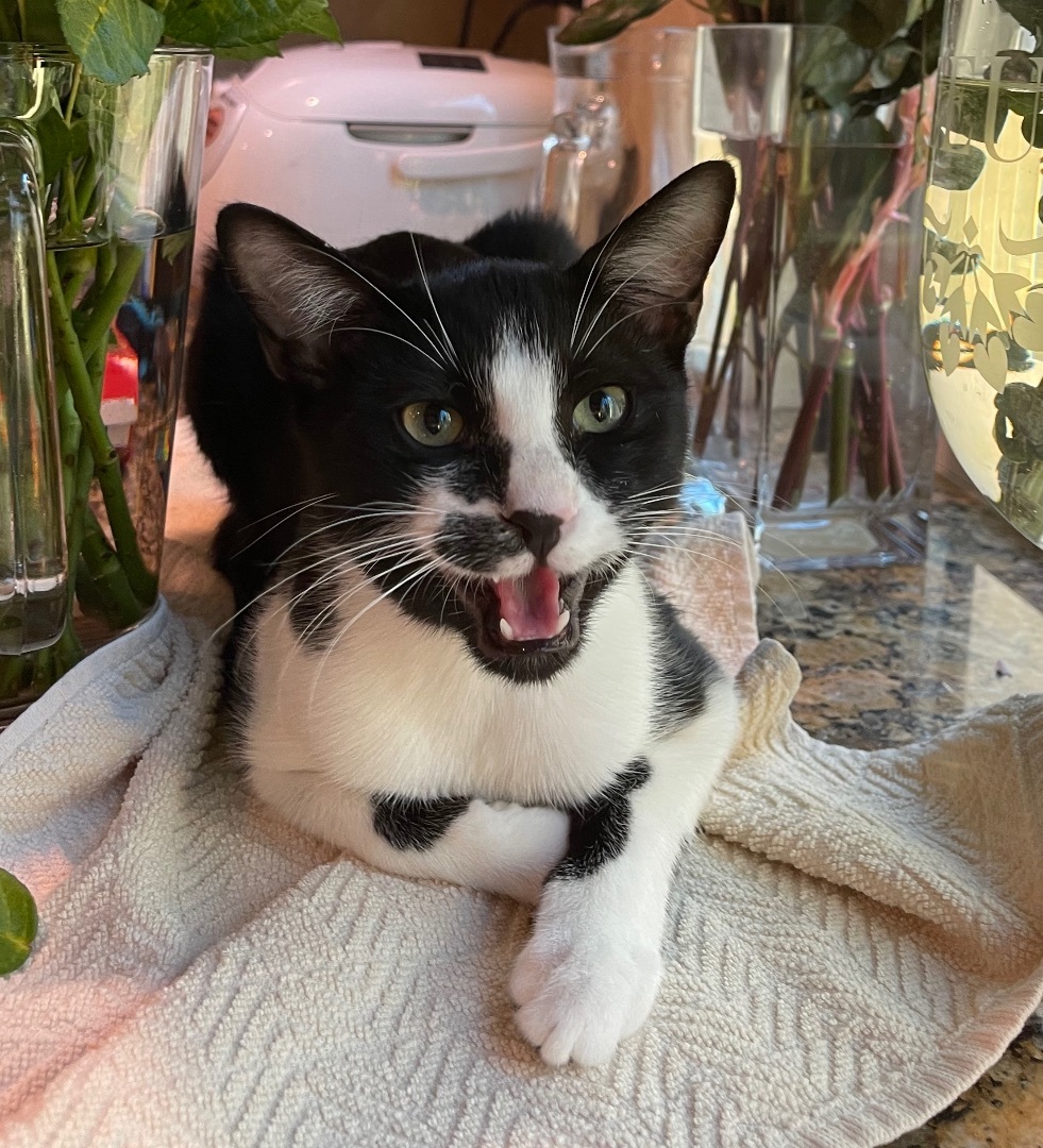 Spock (bonded to Captain Kirk) — thumbnail 4