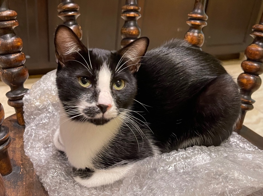 Spock (bonded to Captain Kirk) — thumbnail 5