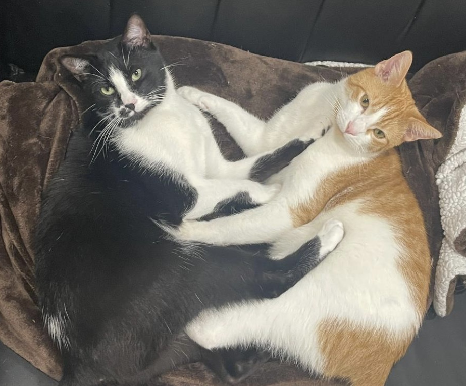 Spock (bonded to Captain Kirk) — thumbnail 6