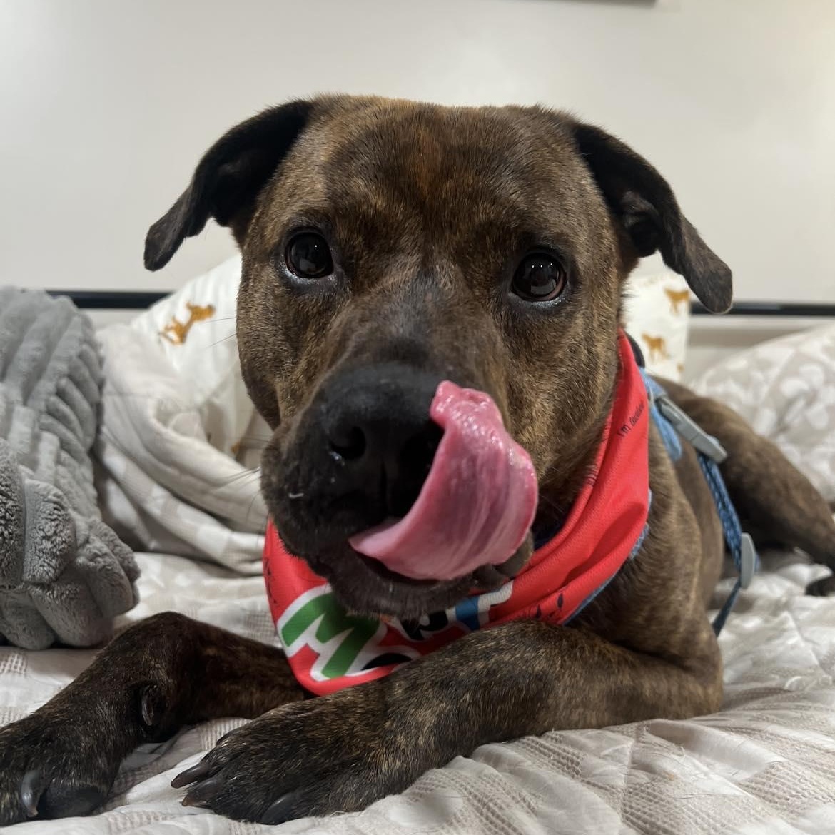 Frankie Eugenie, Young Male American Staffordshire Terrier