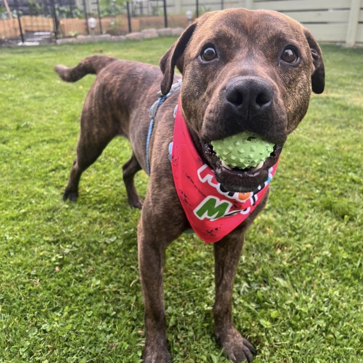 Frankie Eugenie, a Adoptable mixed breed image 2/6