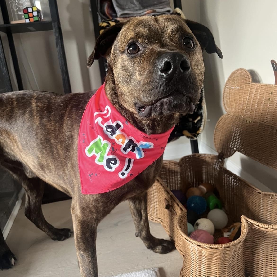 Frankie Eugenie, a Adoptable mixed breed image 3/6