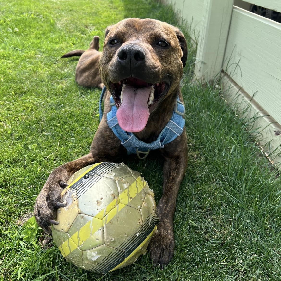 Frankie Eugenie, a Adoptable mixed breed image 4/6