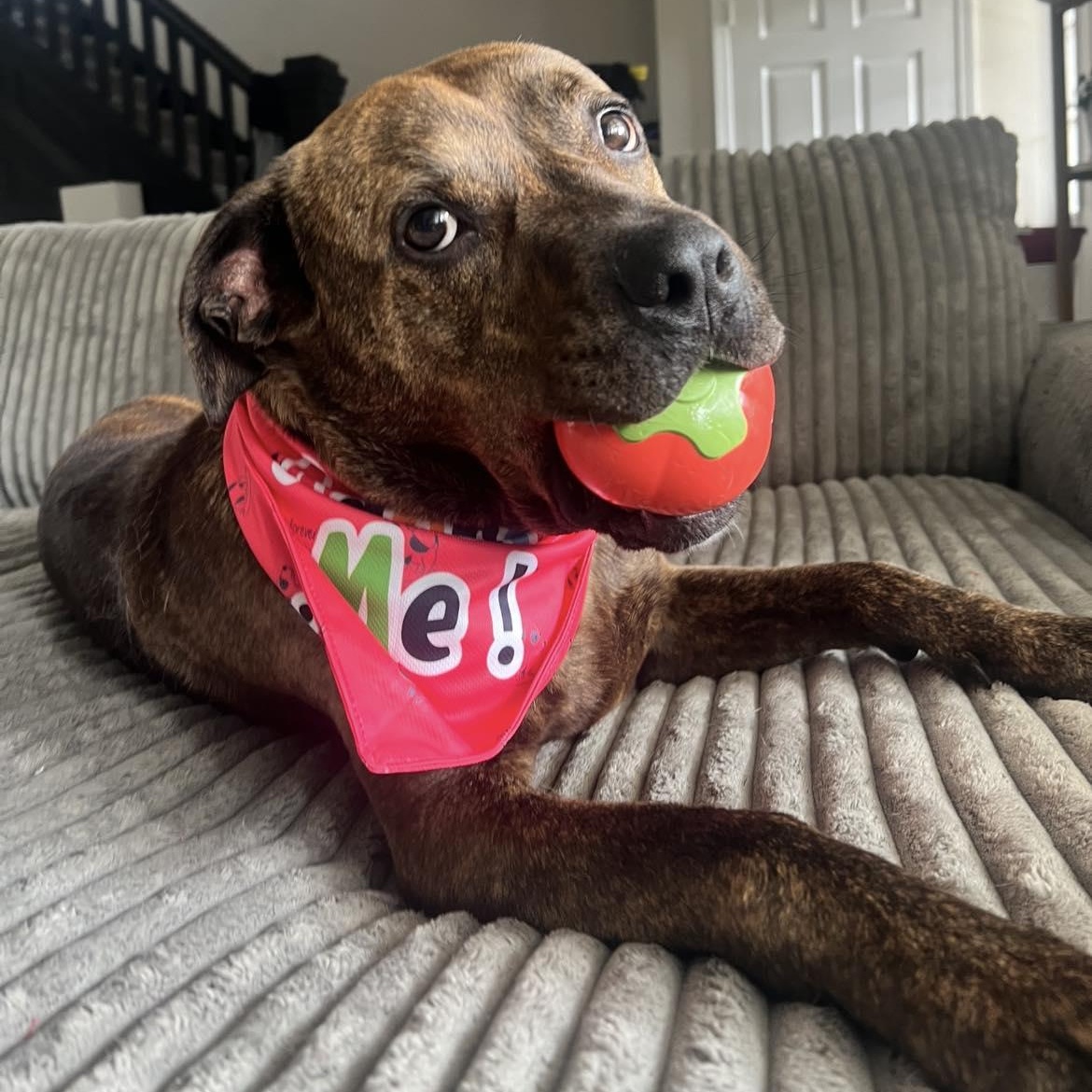 Frankie Eugenie, a Adoptable mixed breed image 5/6