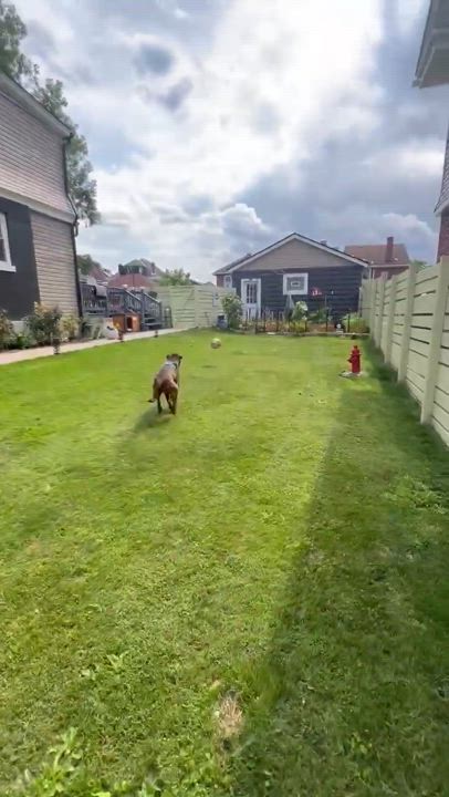 Enlarge Frankie Eugenie, a Adoptable mixed breed video 6/6