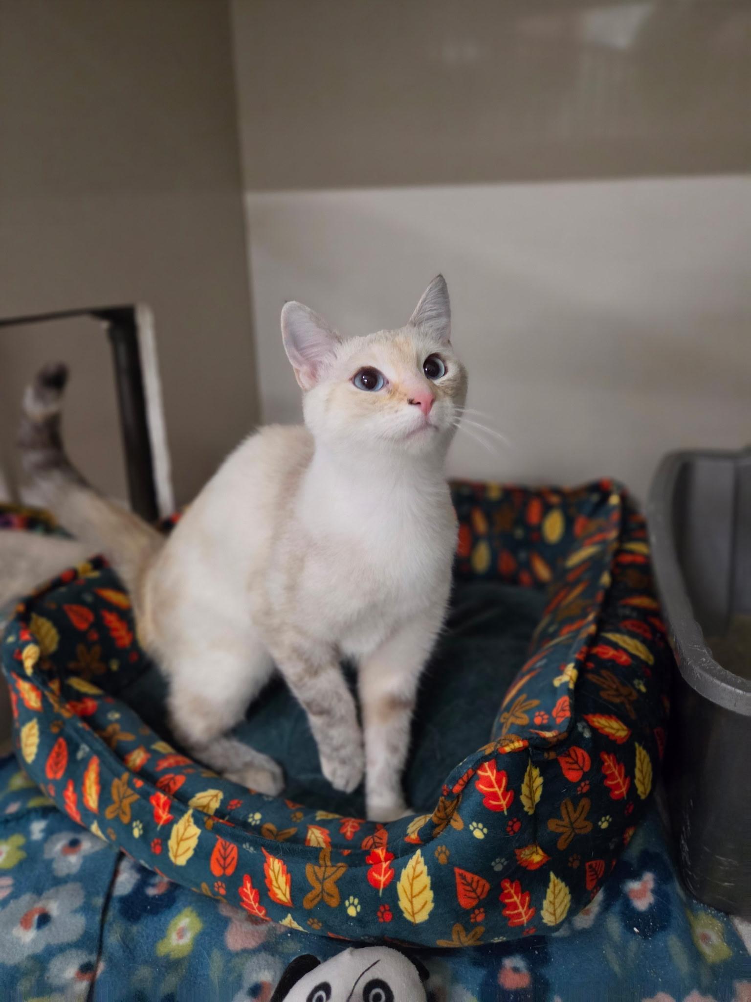 Enlarge Mags, a Adopted Domestic Short Hair in Hutchinson, MN image 3/6