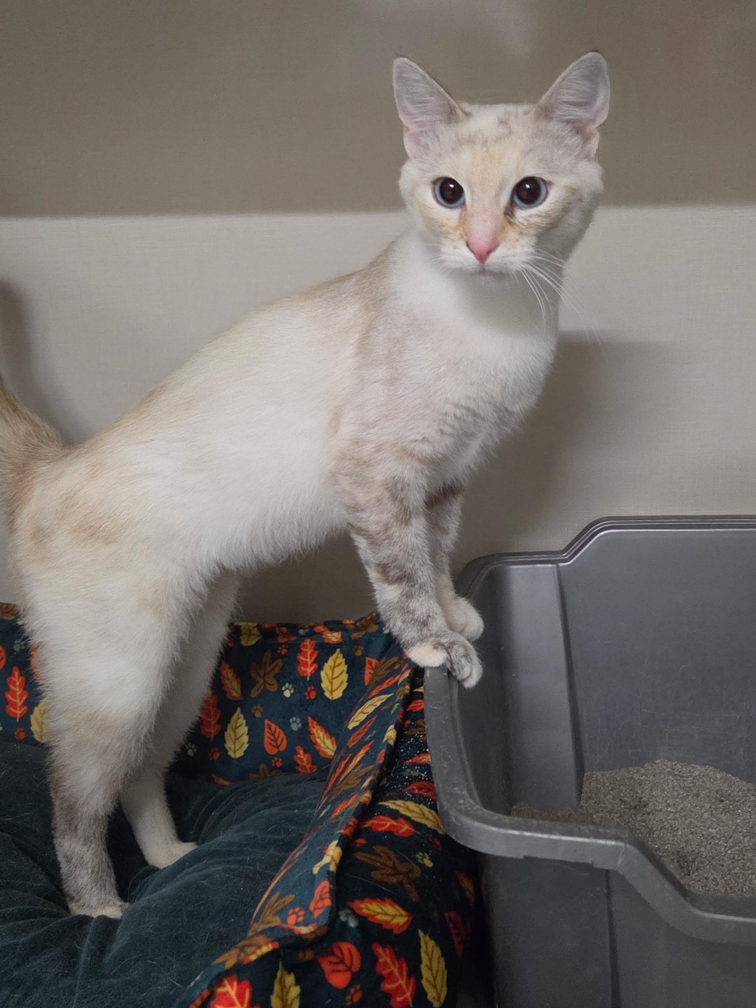 Enlarge Mags, a Adopted Domestic Short Hair in Hutchinson, MN image 1/6