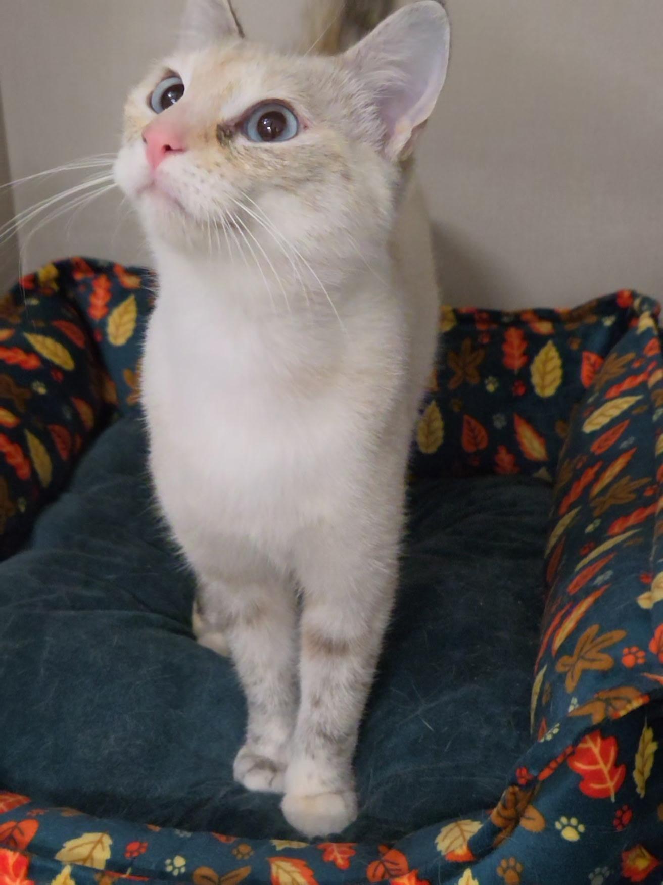Enlarge Mags, a Adopted Domestic Short Hair in Hutchinson, MN image 4/6