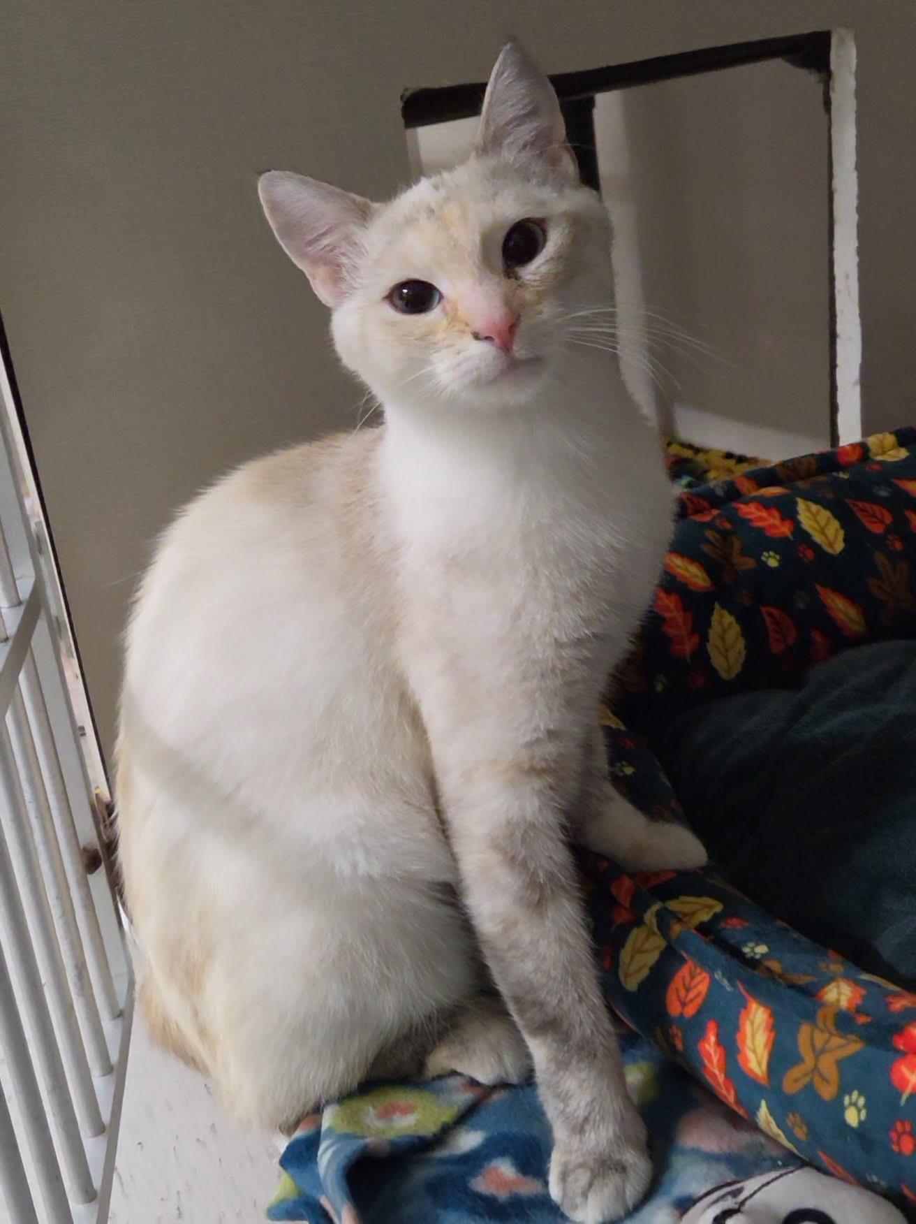 Enlarge Mags, a Adopted Domestic Short Hair in Hutchinson, MN image 2/6