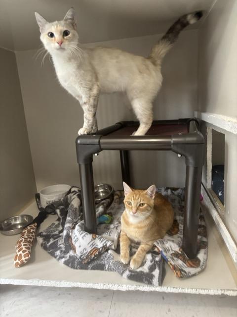 Enlarge Mags, a Adopted Domestic Short Hair in Hutchinson, MN image 5/6