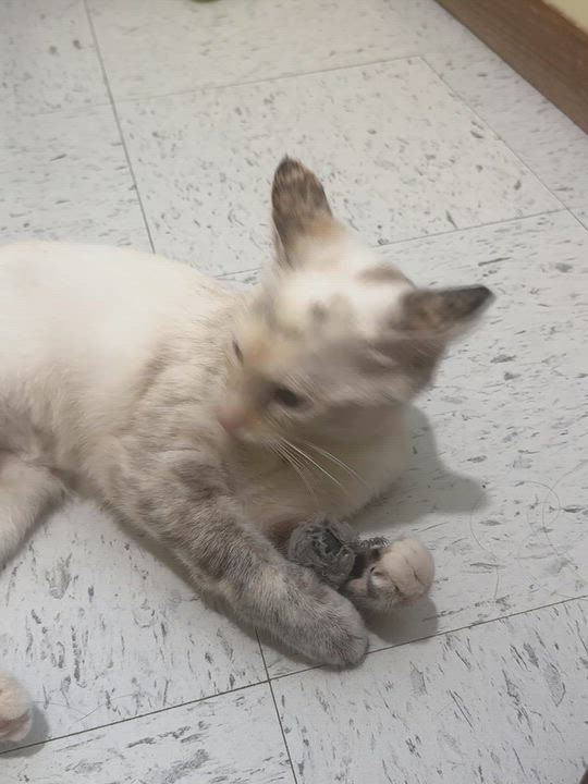 Enlarge Mags, a Adopted Domestic Short Hair in Hutchinson, MN video 6/6
