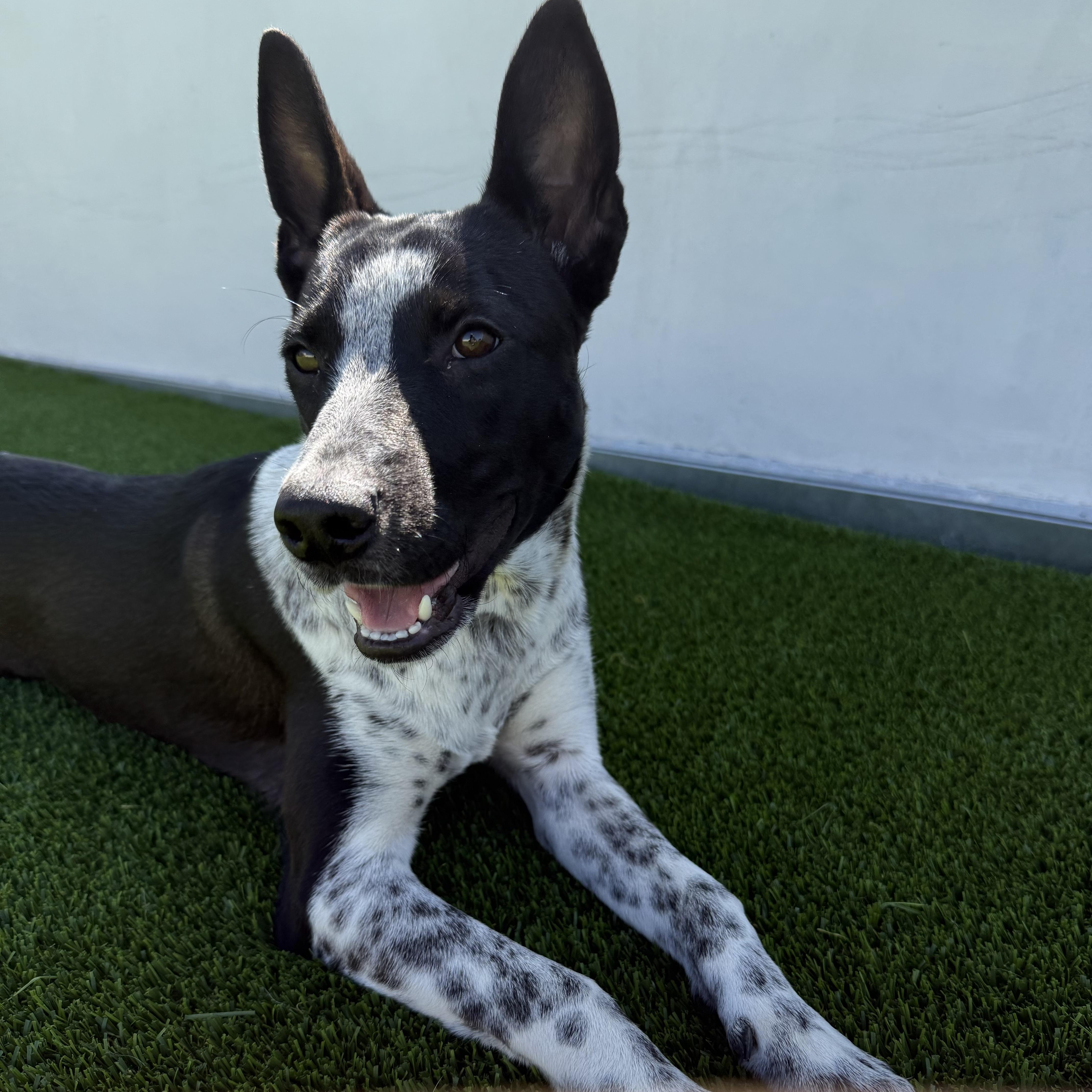 Enlarge Amelia, an adopted Australian Cattle Dog / Blue Heeler in Los Angeles, CA image 1/4