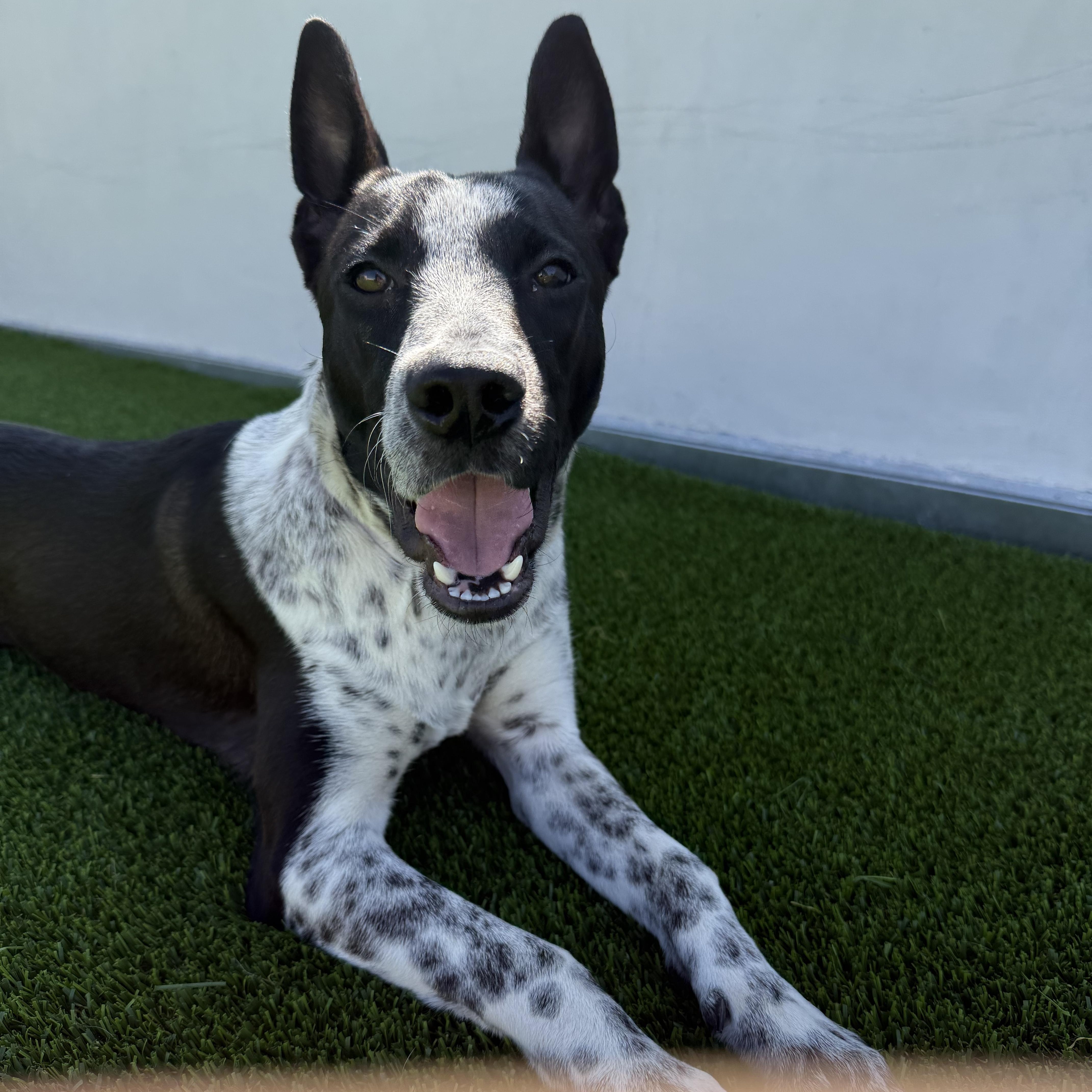 Enlarge Amelia, an adopted Australian Cattle Dog / Blue Heeler in Los Angeles, CA image 2/4
