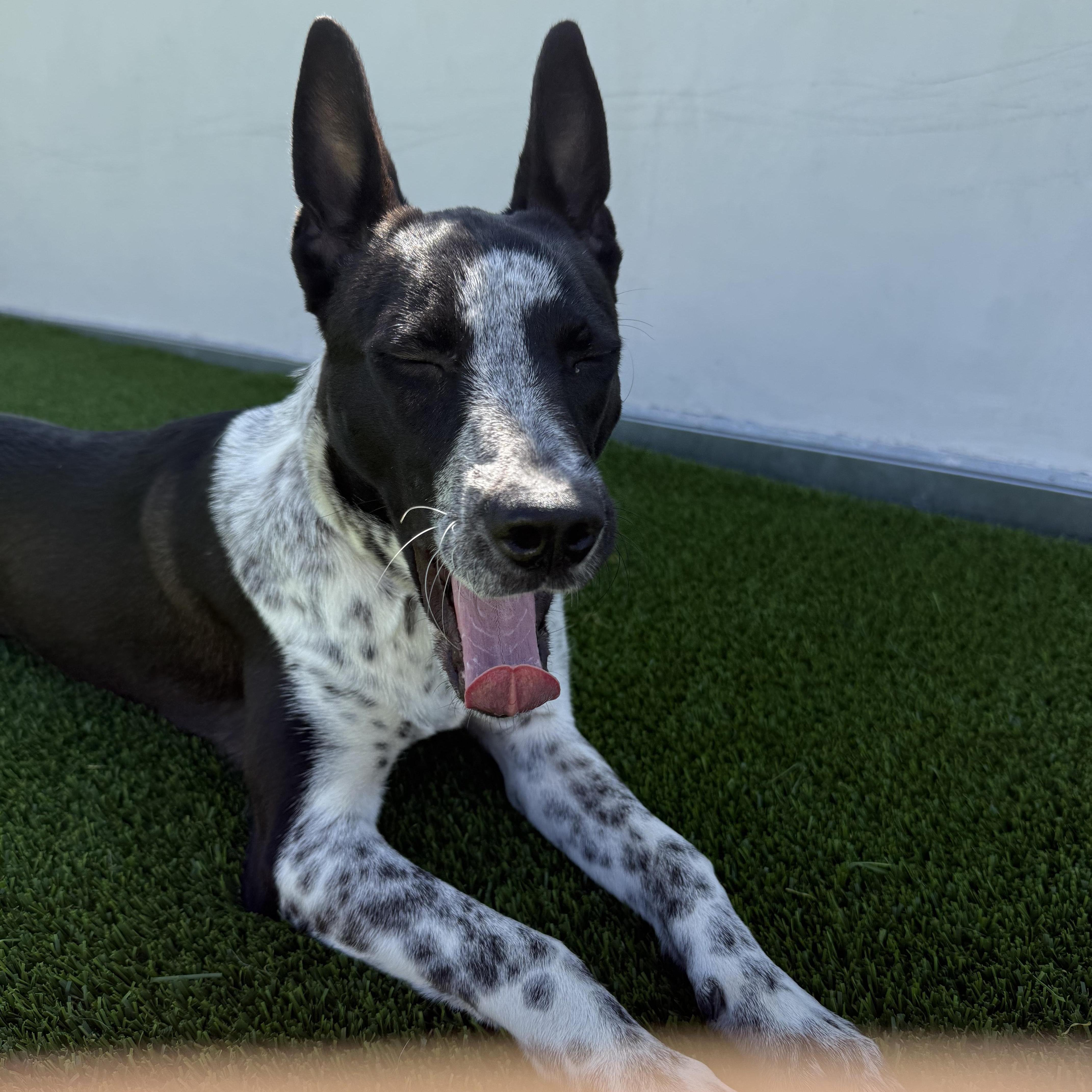 Enlarge Amelia, an adopted Australian Cattle Dog / Blue Heeler in Los Angeles, CA image 4/4