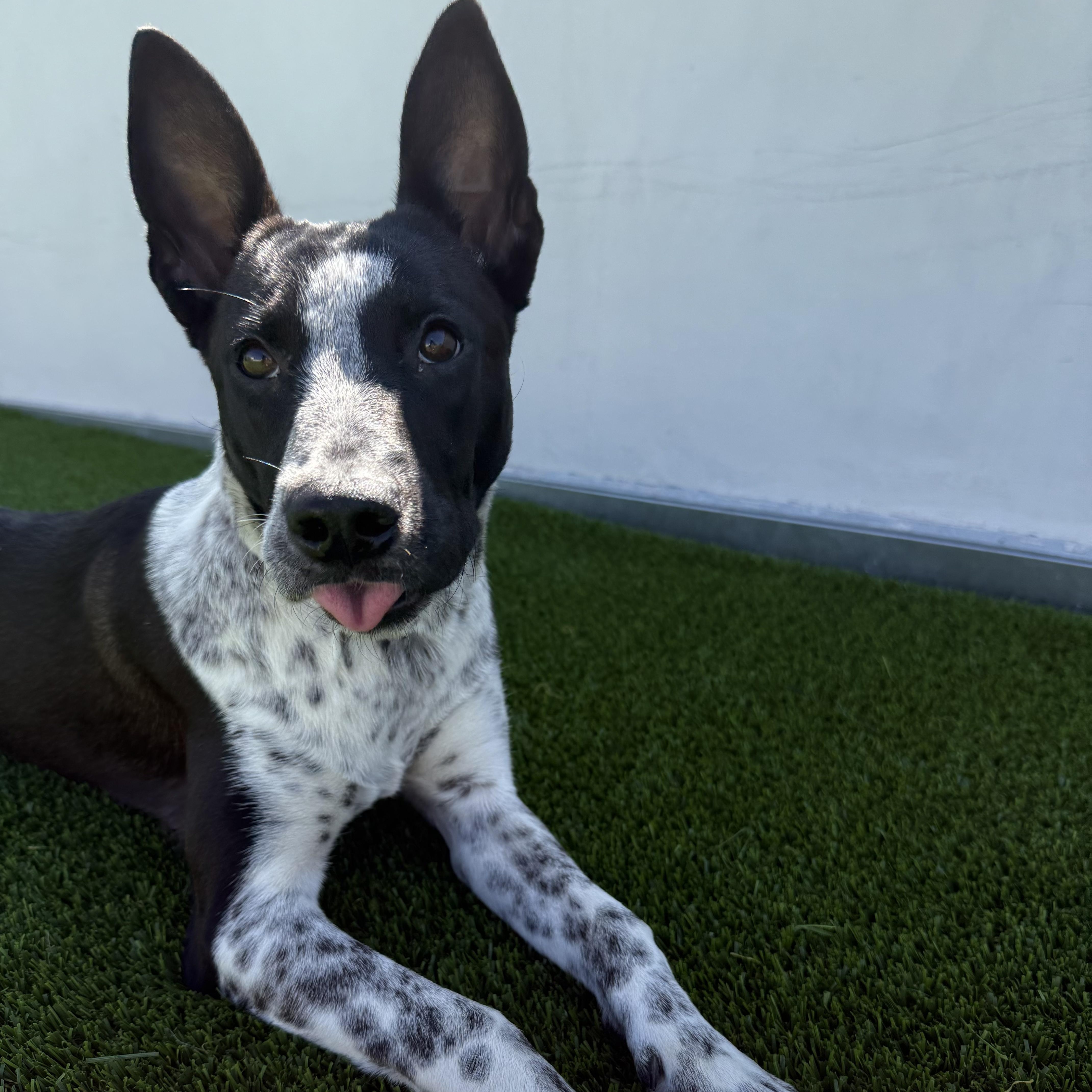 Enlarge Amelia, an adopted Australian Cattle Dog / Blue Heeler in Los Angeles, CA image 3/4