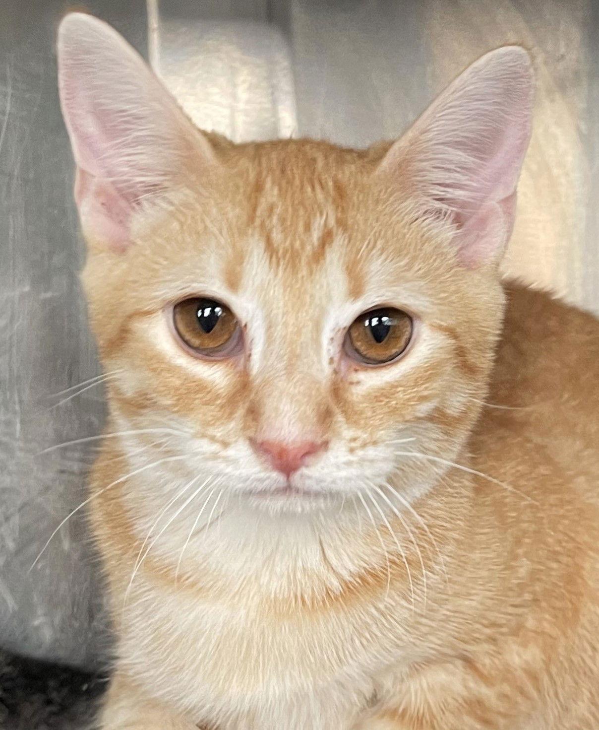 Enlarge Xander, a Adoptable Tabby in Carrollton, GA image 1/3