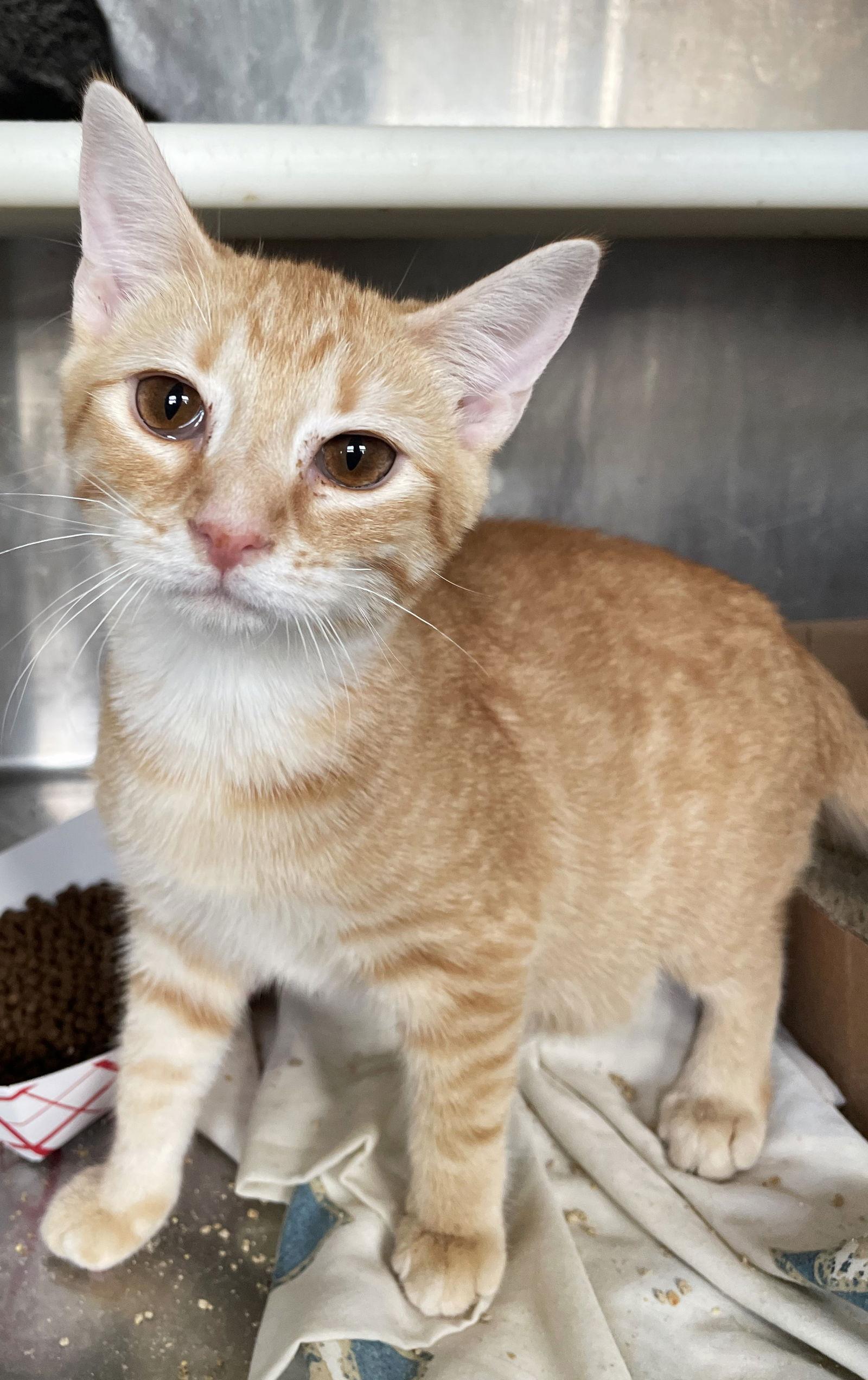 Enlarge Xander, a Adoptable Tabby in Carrollton, GA image 2/3