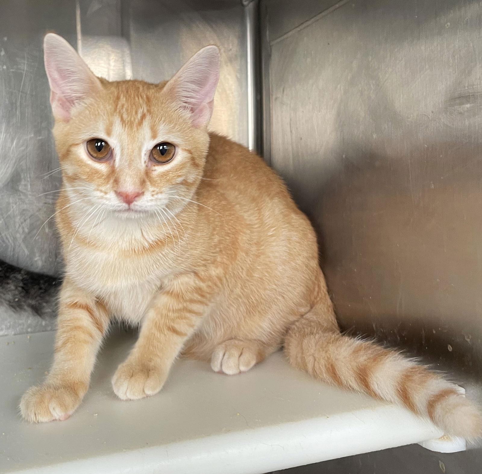 Enlarge Xander, a Adoptable Tabby in Carrollton, GA image 3/3