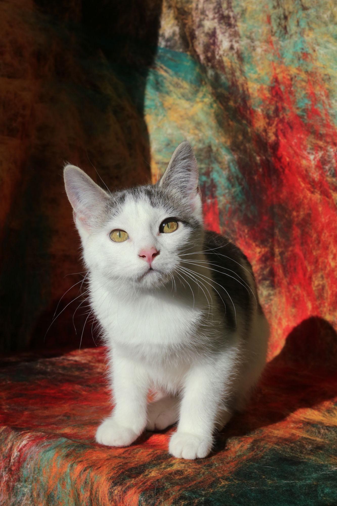 Budgie (FeLV+), Adoptable, Young Female Domestic Short Hair.