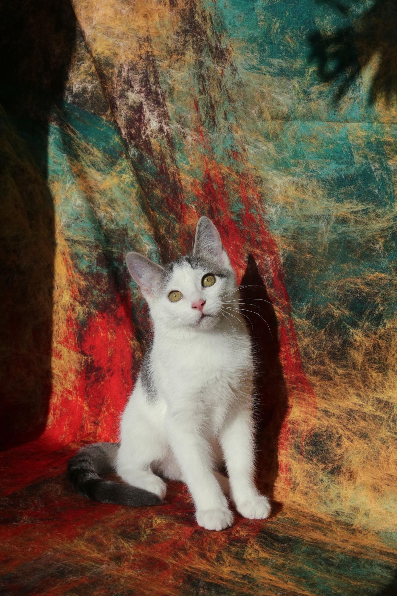 Enlarge Budgie (FeLV+), a Adoptable Domestic Short Hair in New Prague, MN image 2/3