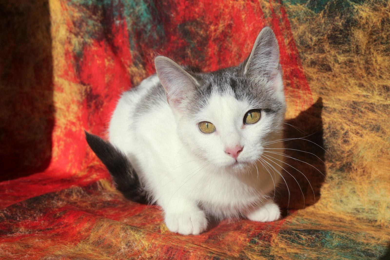 Budgie (FeLV+), Adoptable, Young Female Domestic Short Hair.