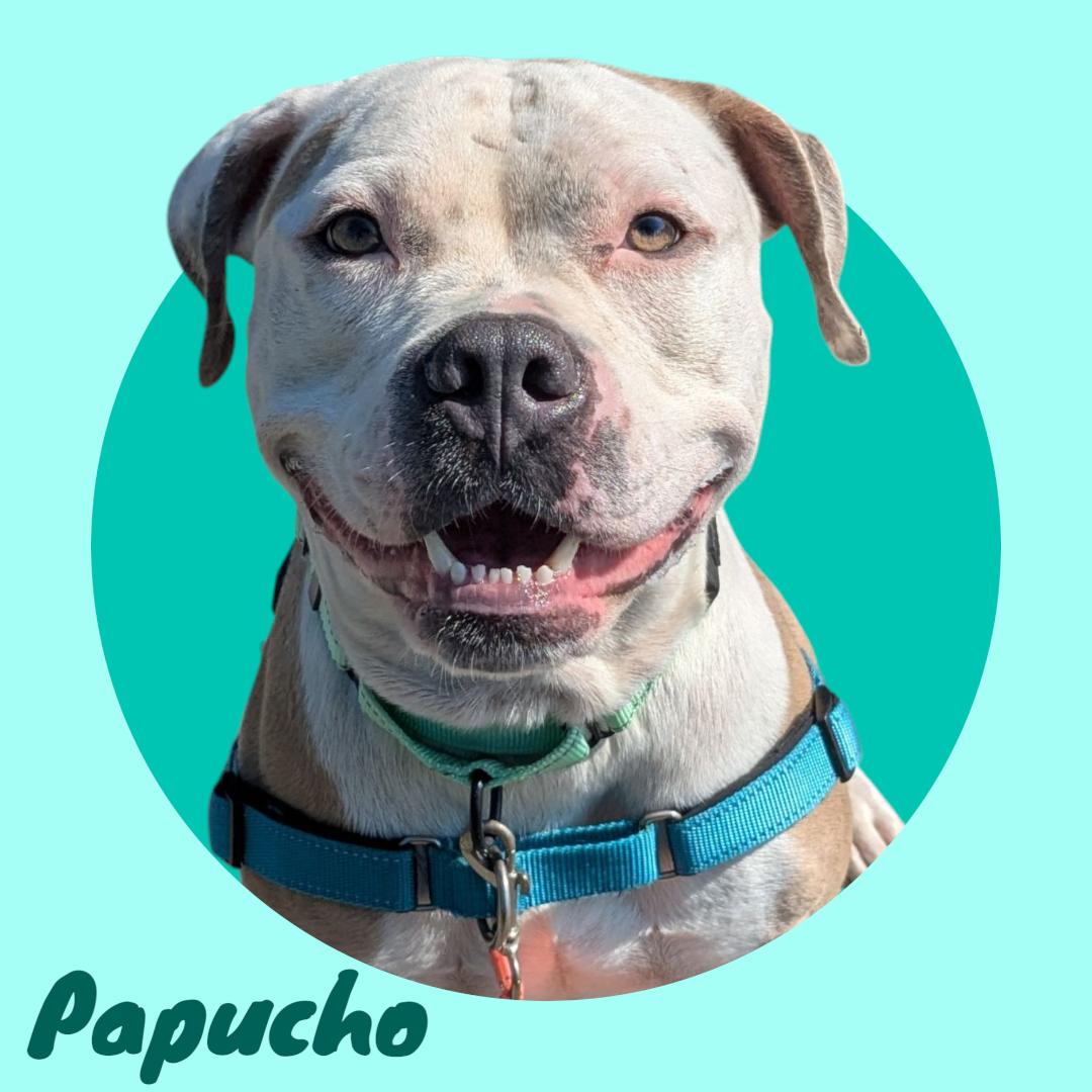 Papucho