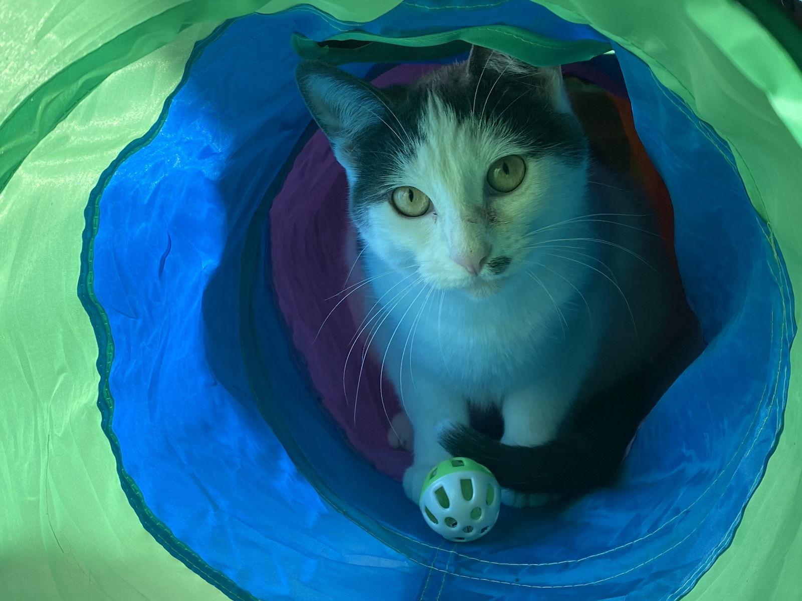 Enlarge SIMON and TREVOR, a Adoptable Domestic Short Hair in Walnut Creek, CA image 1/3