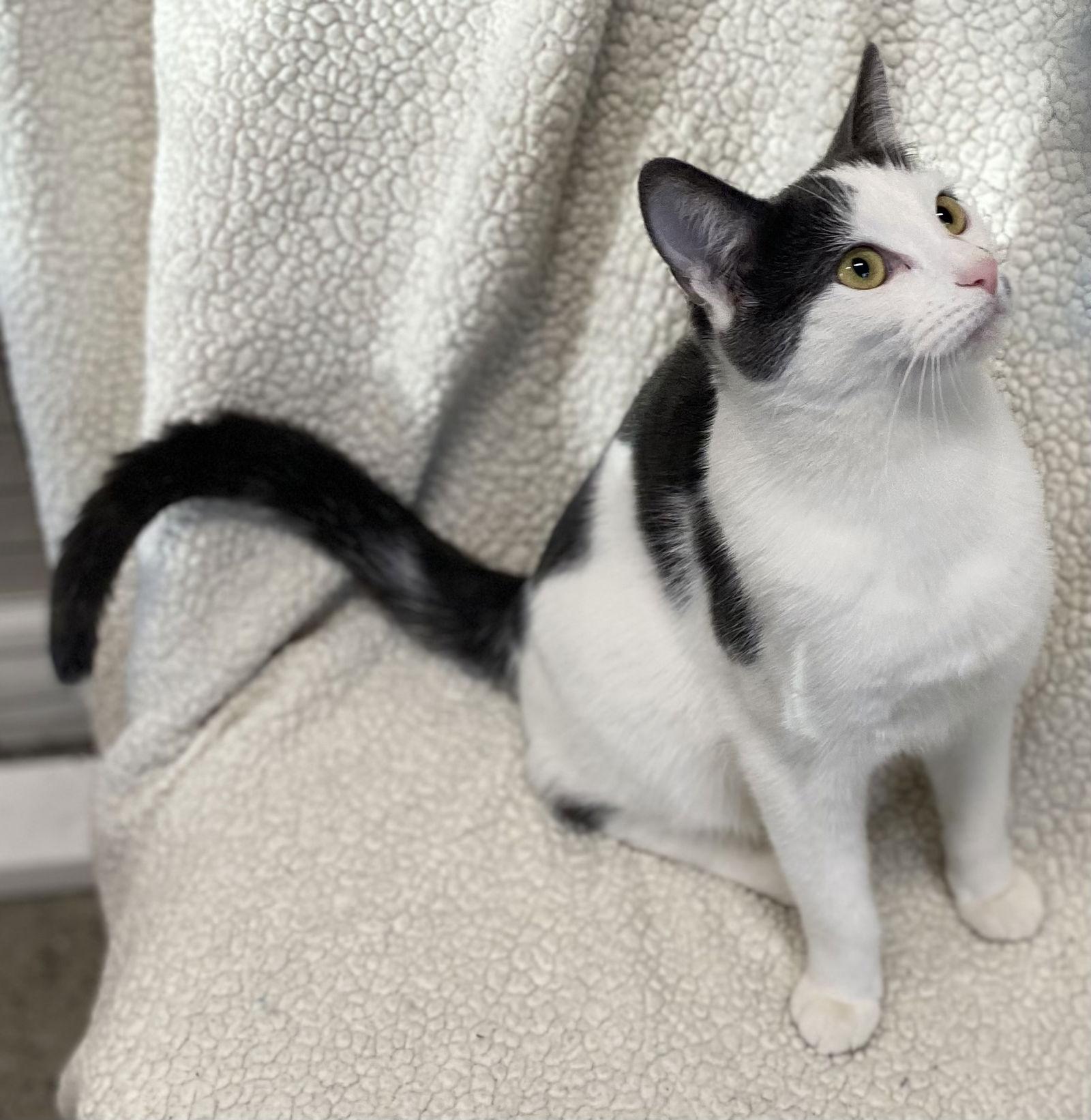 Enlarge SIMON and TREVOR, a Adoptable Domestic Short Hair in Walnut Creek, CA image 2/3