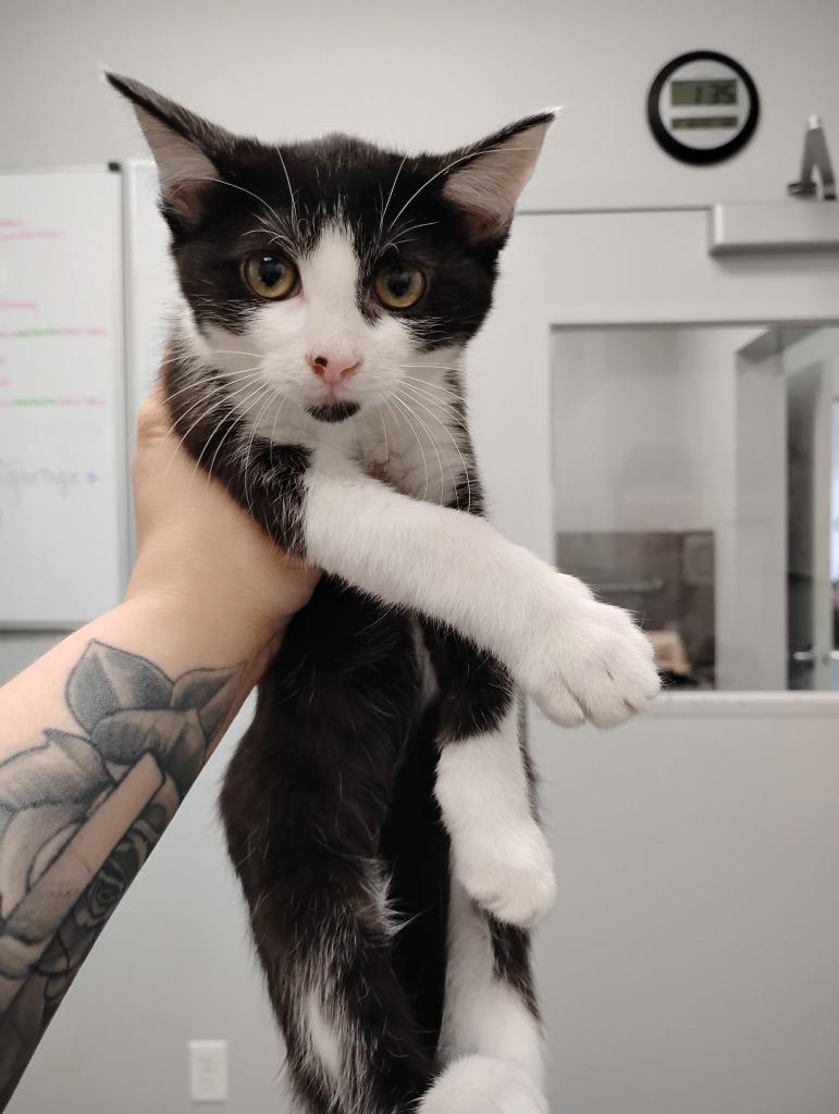 Ornament, Adoptable, Kitten Female Domestic Short Hair.