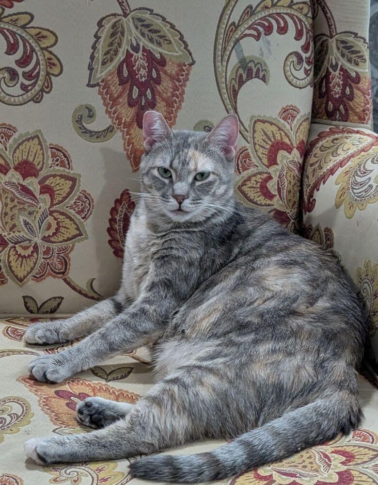 Lilac, Adoptable, Adult Female Domestic Short Hair.