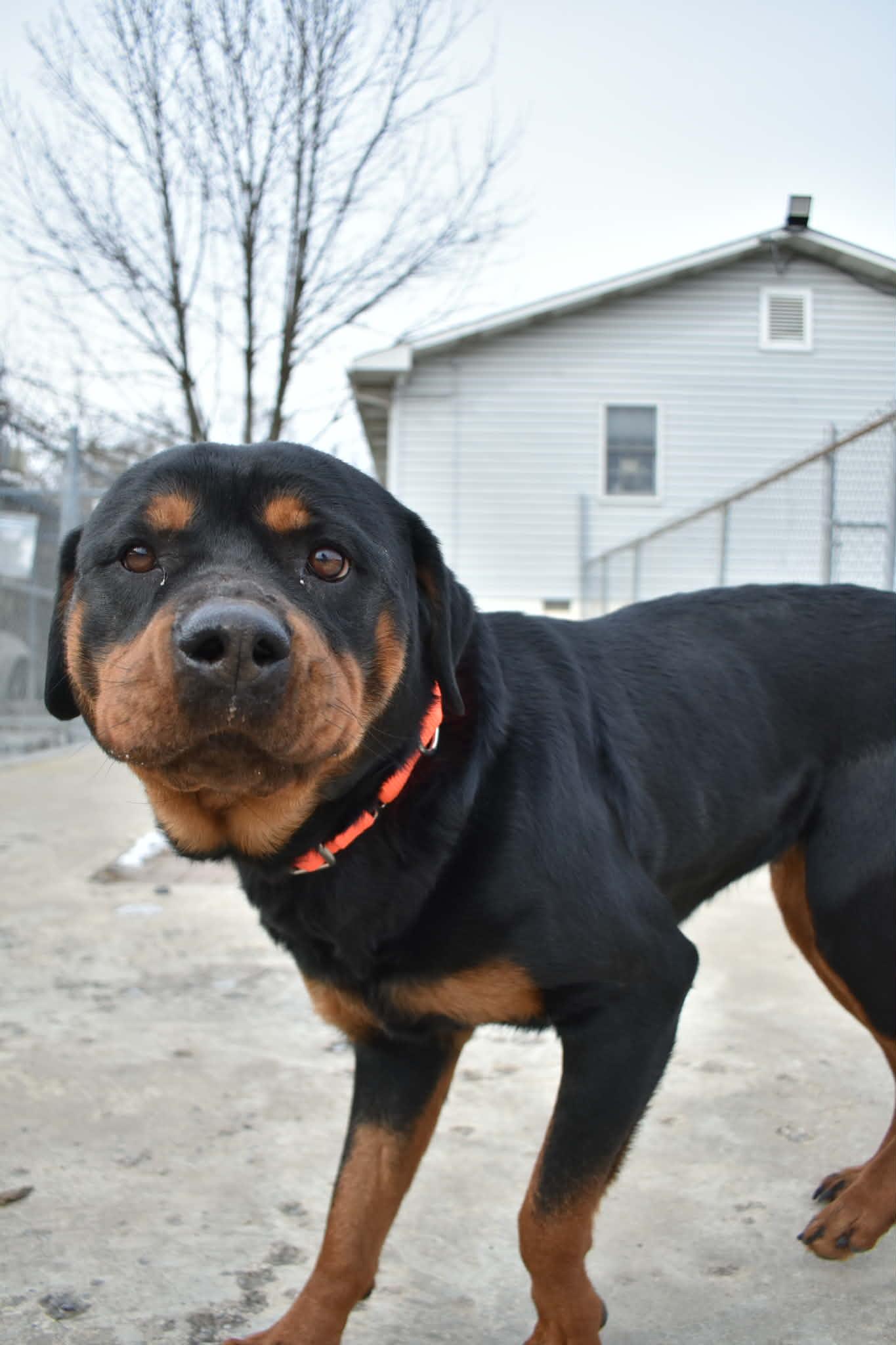 Ruby Belladaisy , ADOPTABLE, Adult Female Rottweiler.