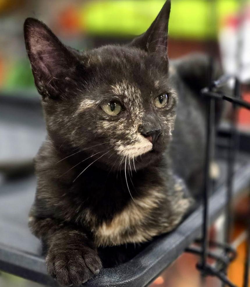 Patches, a Adopted mixed breed in Cypress, TX image 1/3