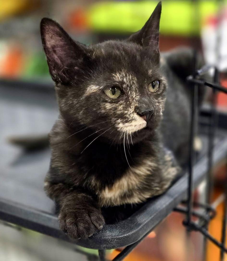 Patches, a Adopted mixed breed in Cypress, TX image 2/3