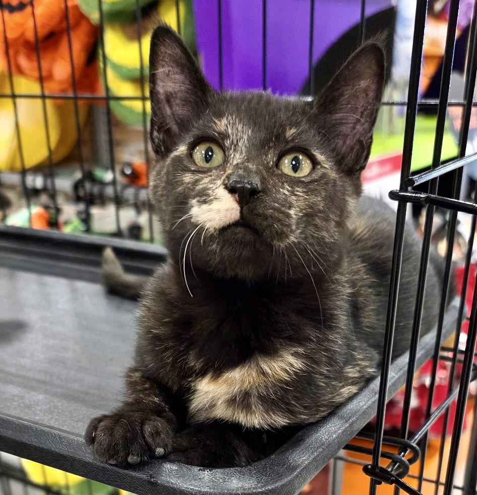 Patches, a Adopted mixed breed in Cypress, TX image 3/3