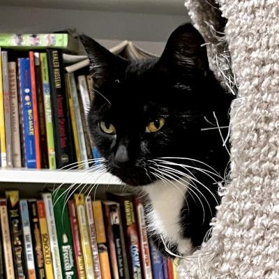 Diamond, a Adoptable Domestic Medium Hair in Mississauga, ON image 1/6