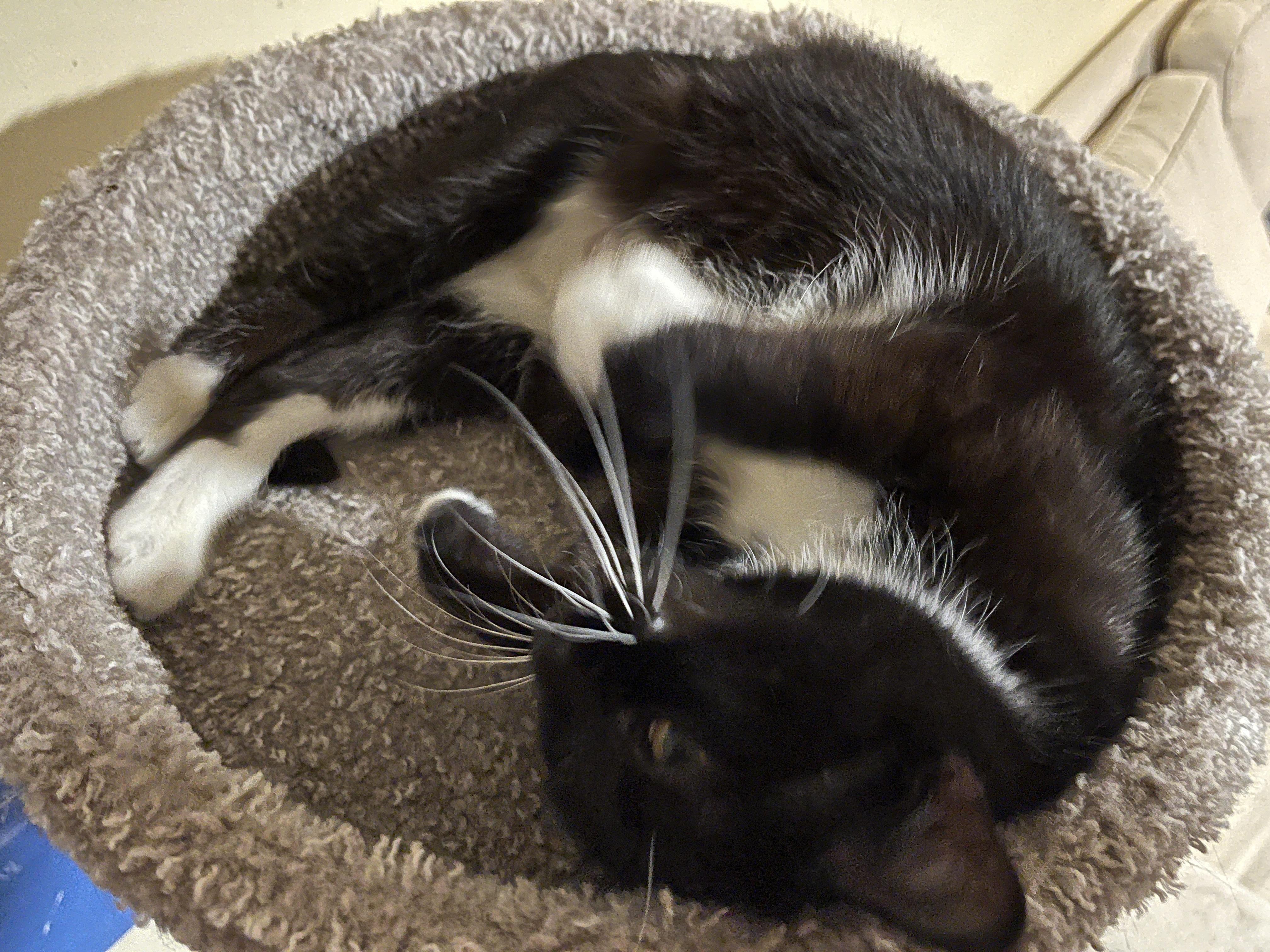 Enlarge Diamond, a Adoptable Domestic Medium Hair in Mississauga, ON image 6/6