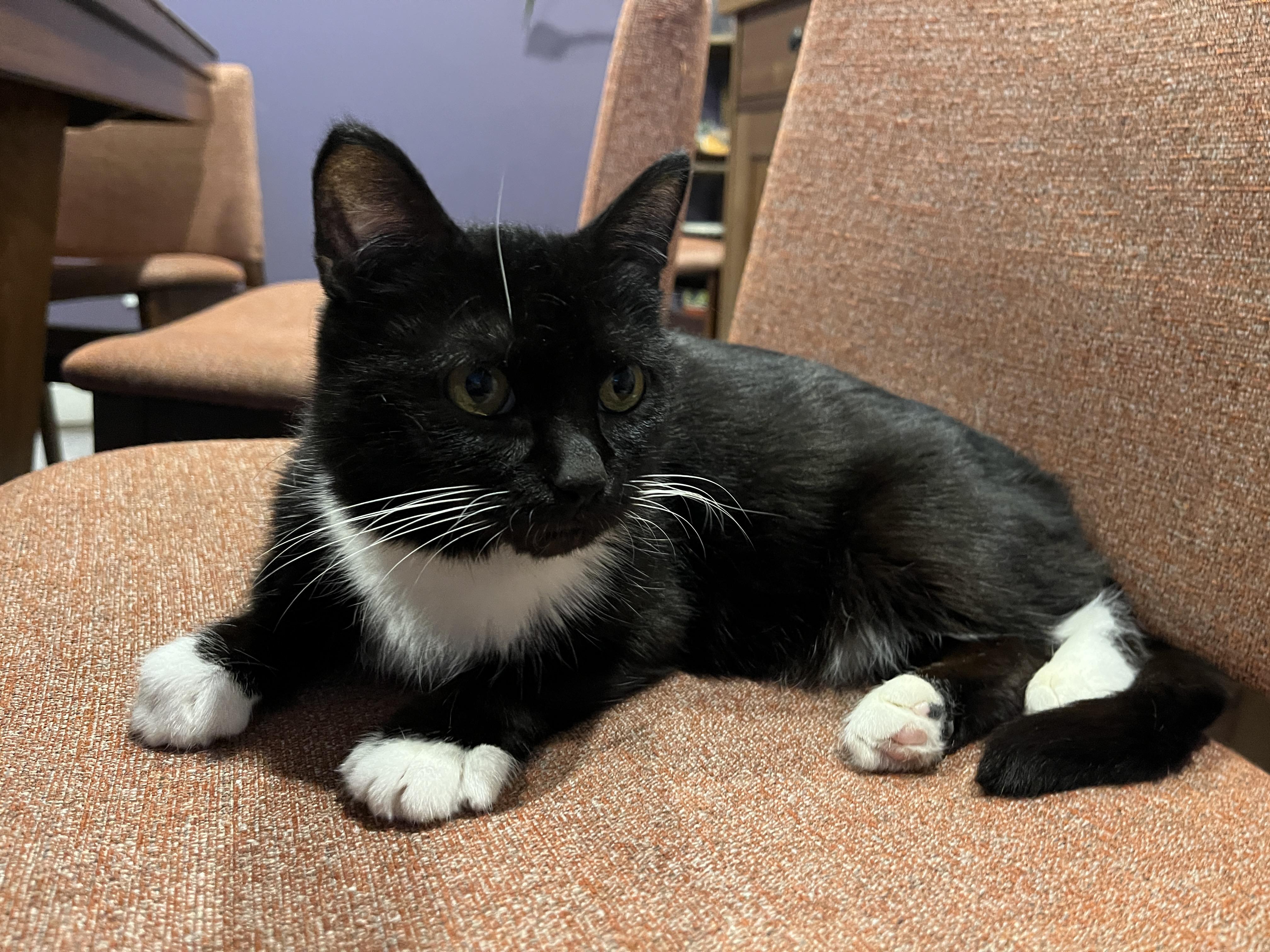 Enlarge Diamond, a Adoptable Domestic Medium Hair in Mississauga, ON image 4/6