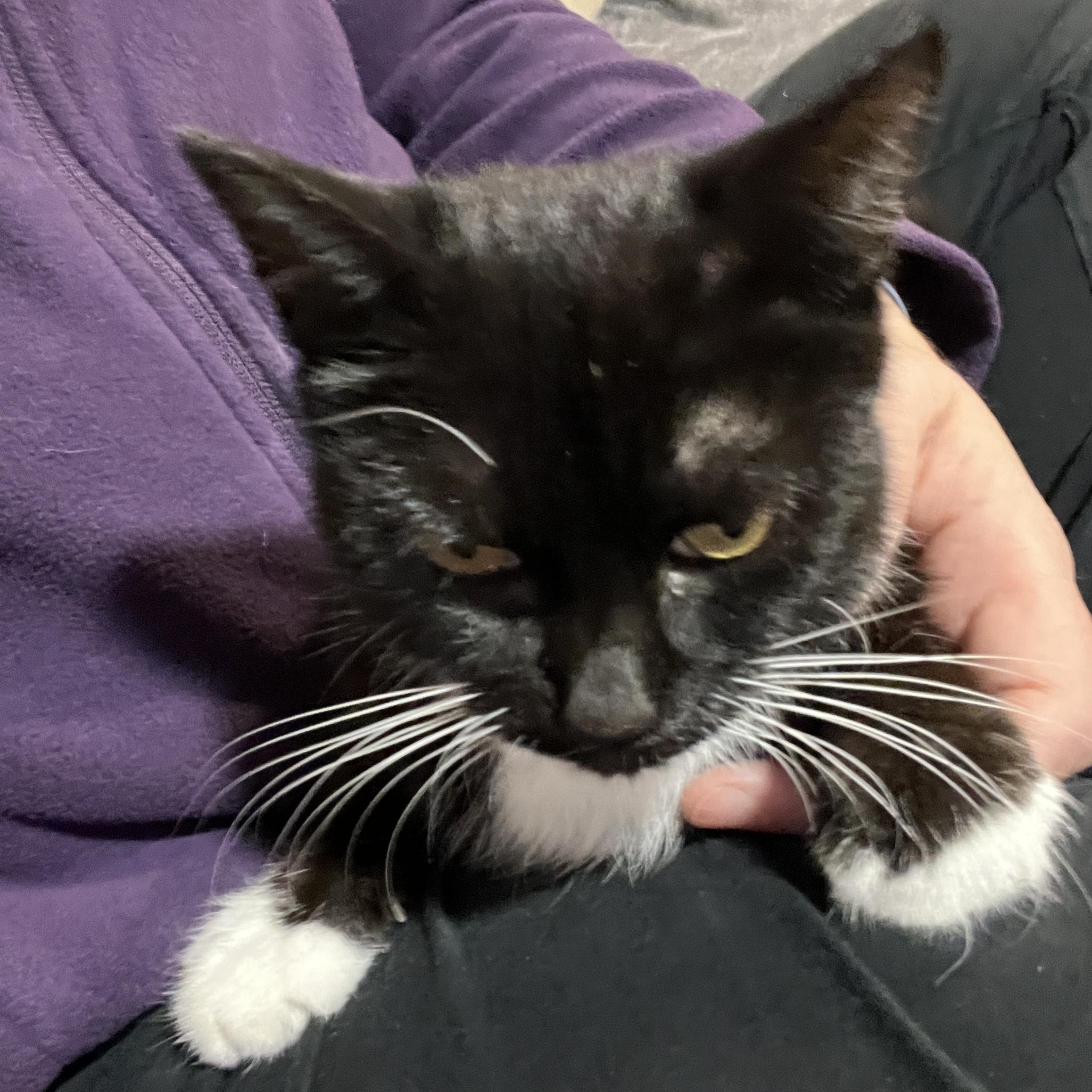 Diamond, a Adoptable Domestic Medium Hair in Mississauga, ON image 2/6