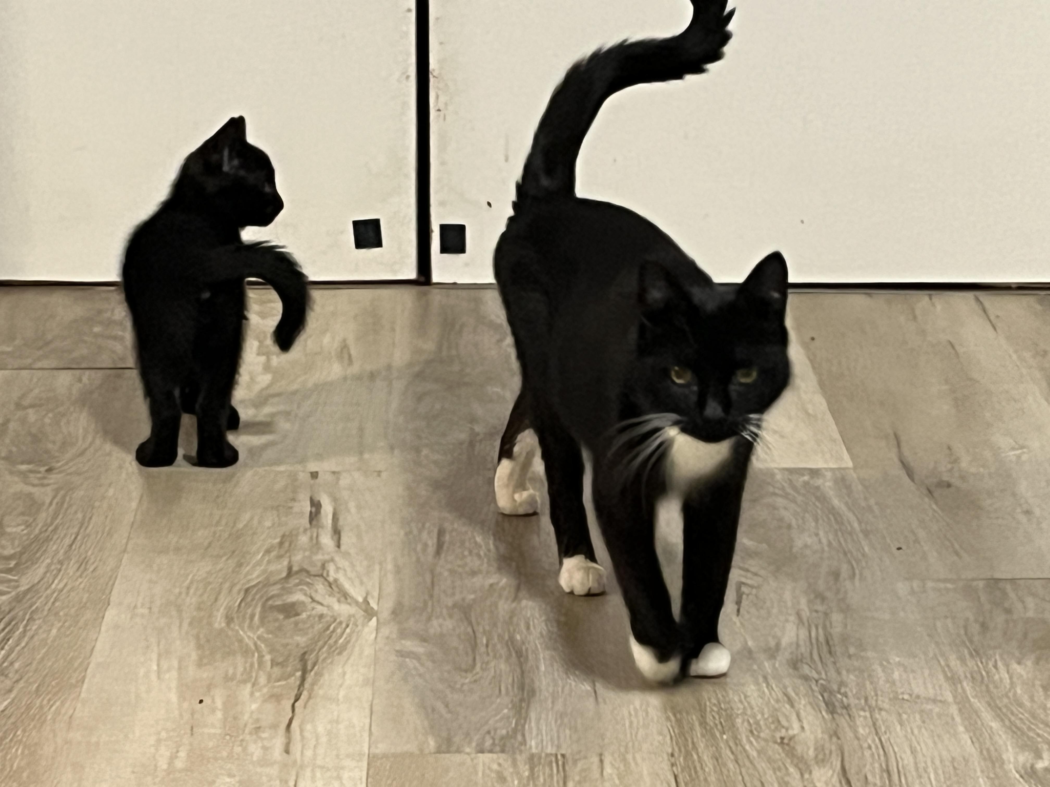 Diamond, a Adoptable Domestic Medium Hair in Mississauga, ON image 4/6