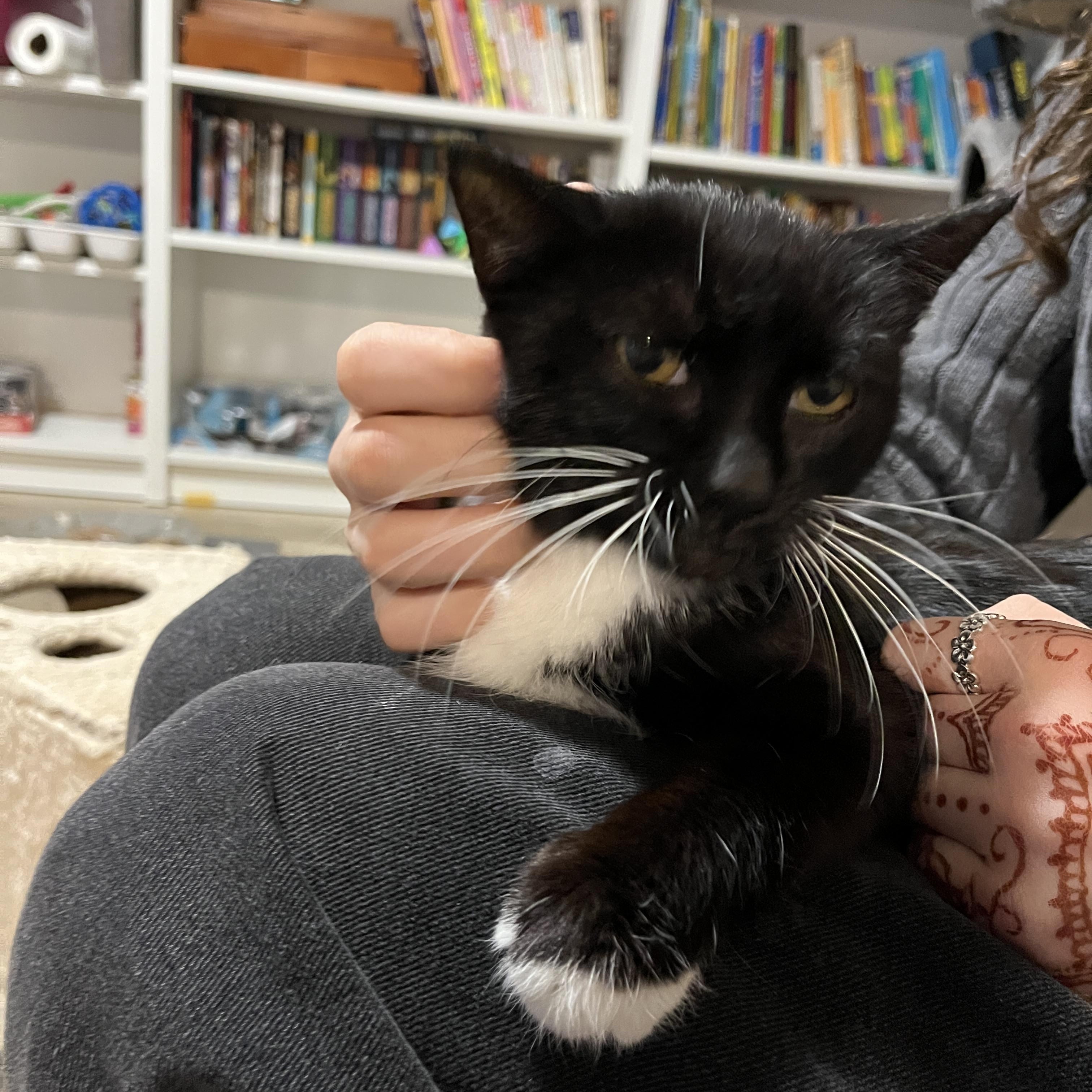 Diamond, a Adoptable Domestic Medium Hair in Mississauga, ON image 5/6