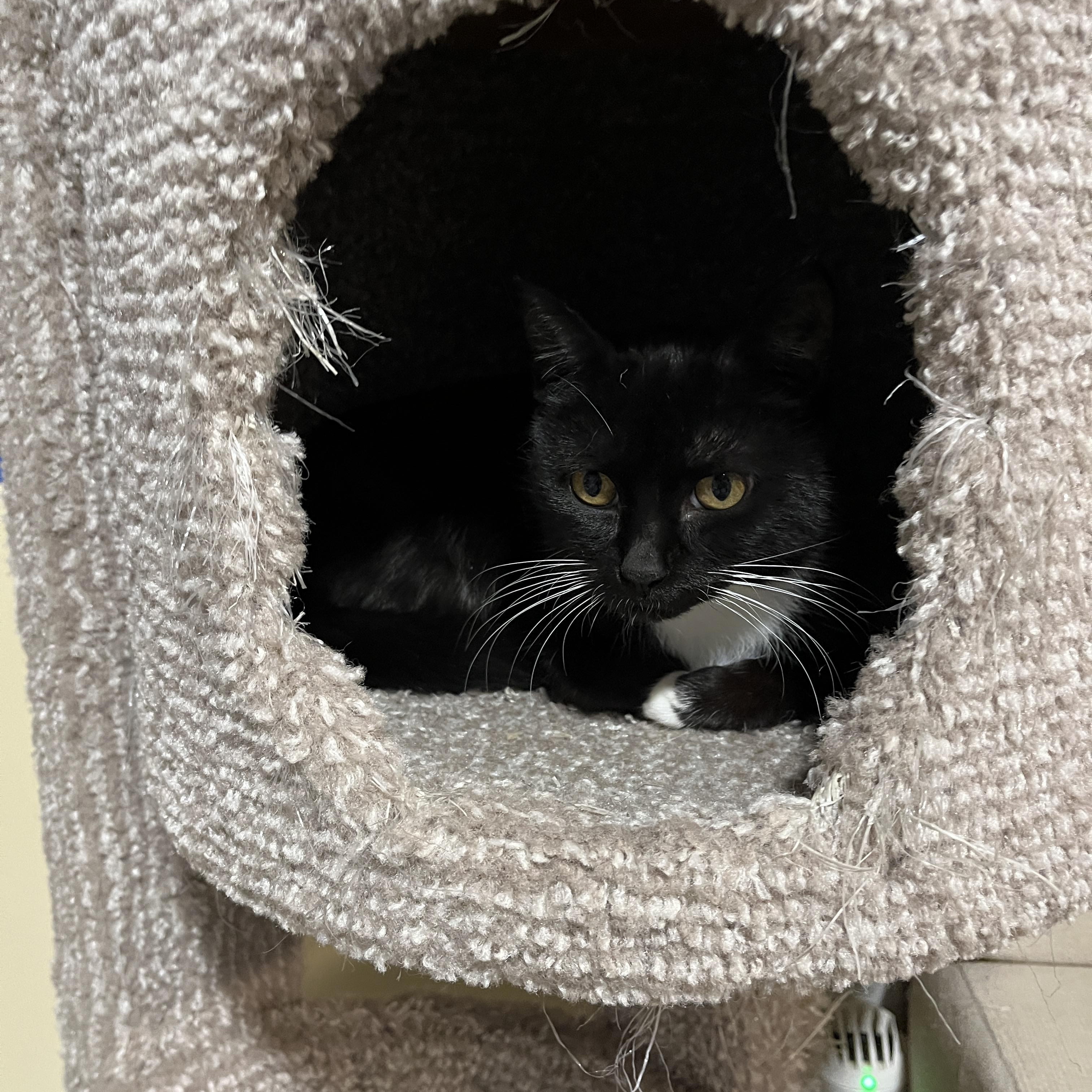 Diamond, a Adoptable Domestic Medium Hair in Mississauga, ON image 6/6