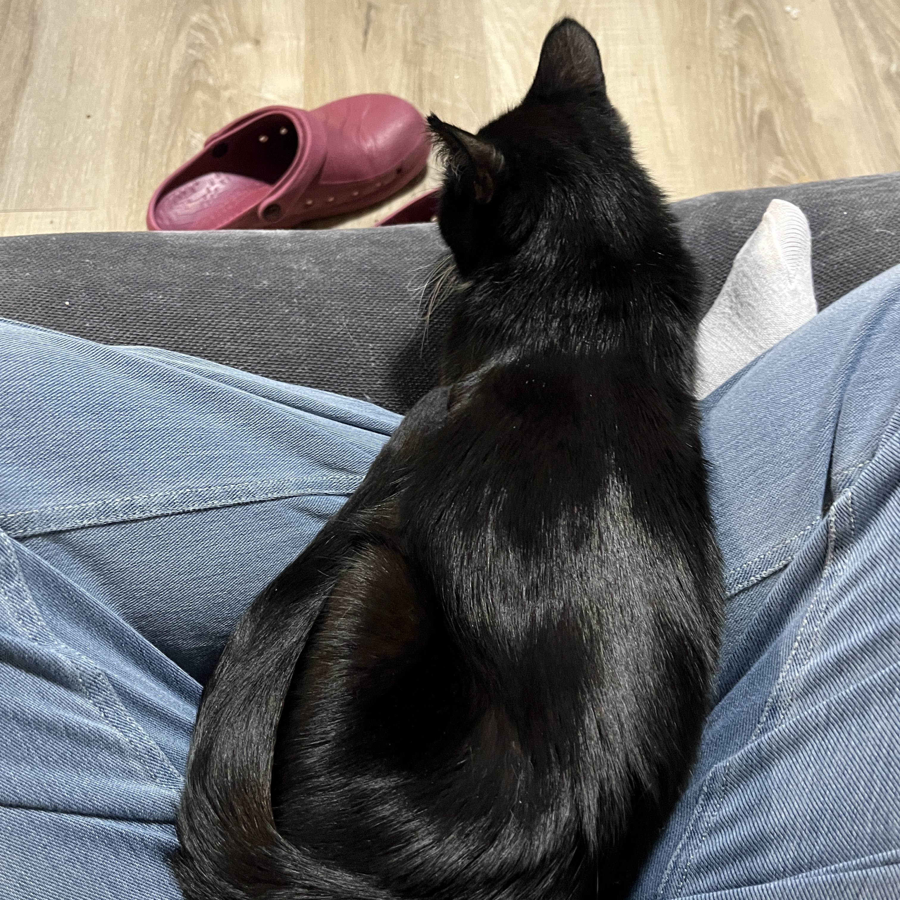 Diamond, a Adoptable Domestic Medium Hair in Mississauga, ON image 3/6