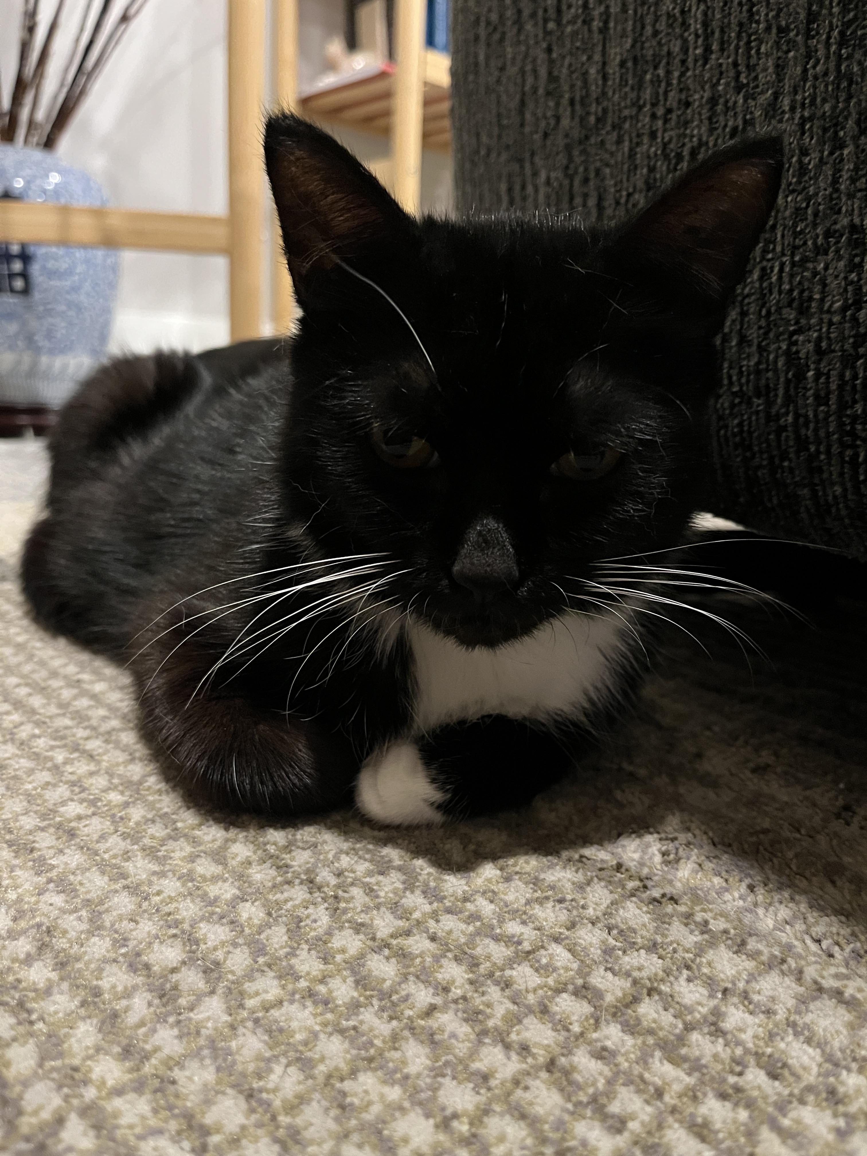 Enlarge Diamond, a Adoptable Domestic Medium Hair in Mississauga, ON image 5/6